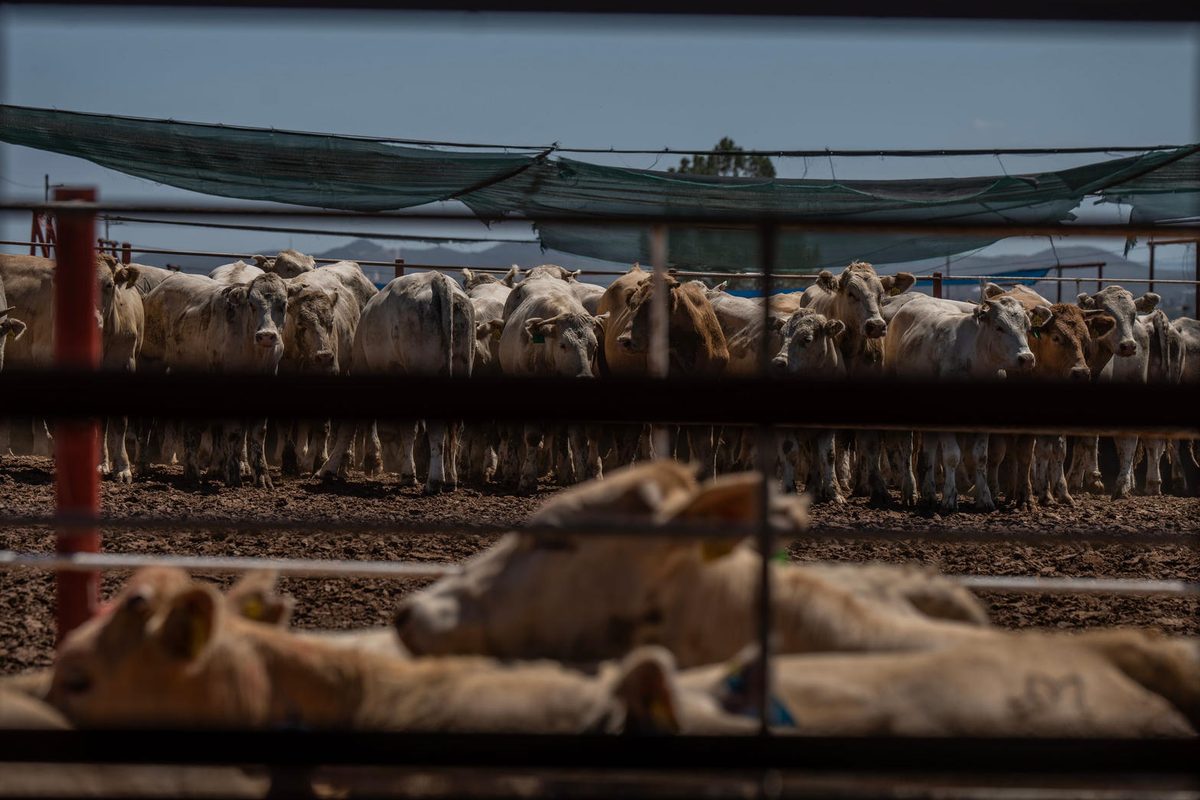 Ganado bovino en corrales de exportación.
