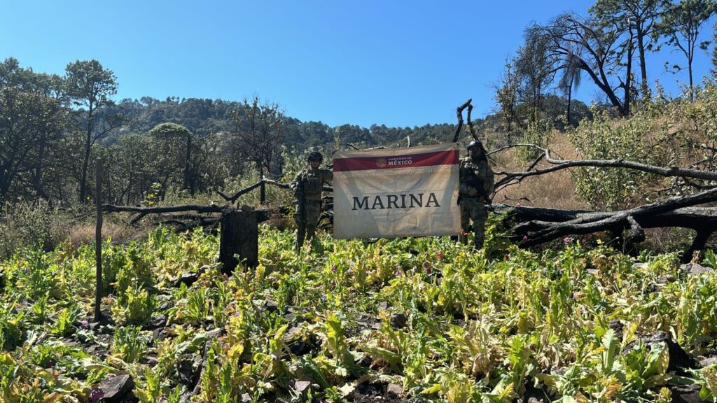 La secretaría de marina efectúa trabajos contra la producción de drogas en laboratorio