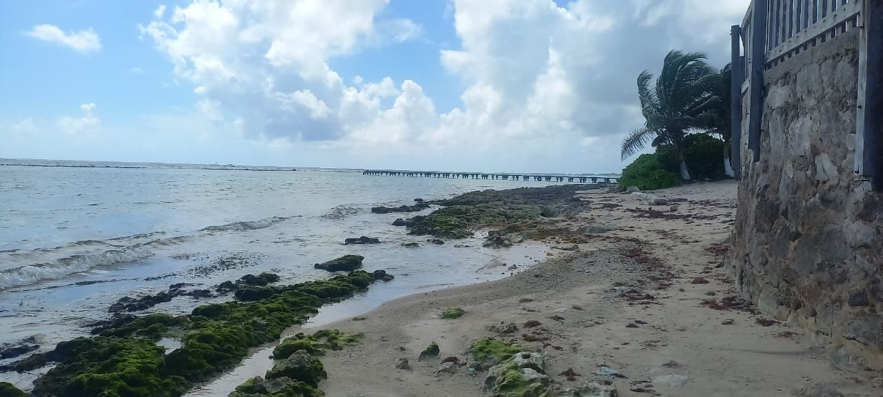 La Secretaría de Marina en coordinación con los órdenes de gobierno y sociedad Quintanarroense, se preparan para la temporada de arribazón de sargazo 2025