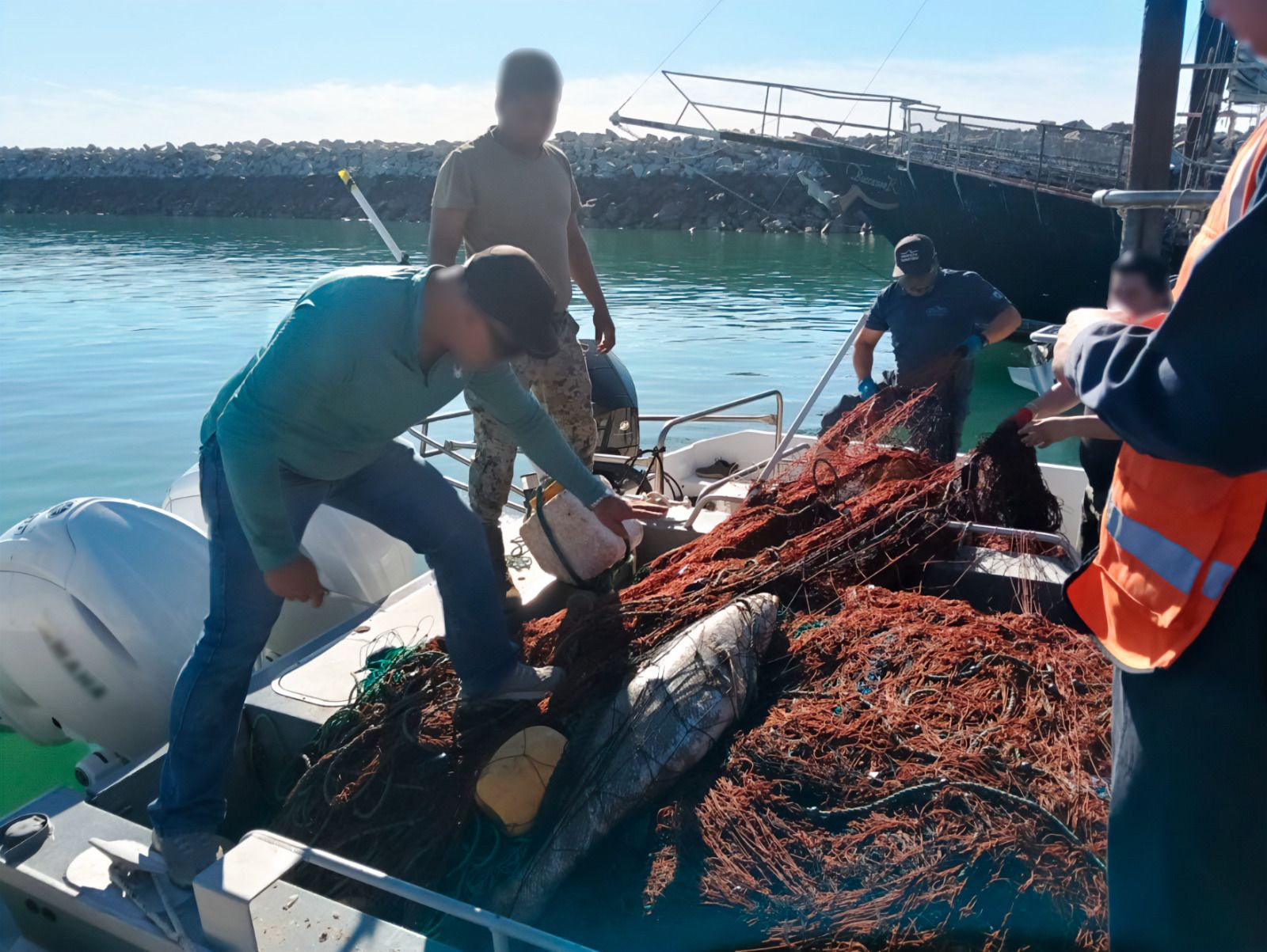 Gobierno de México retira 6 mil metros de redes ilegales de enmalle y libera diez totoabas y dos tortugas en el Alto Golfo de California