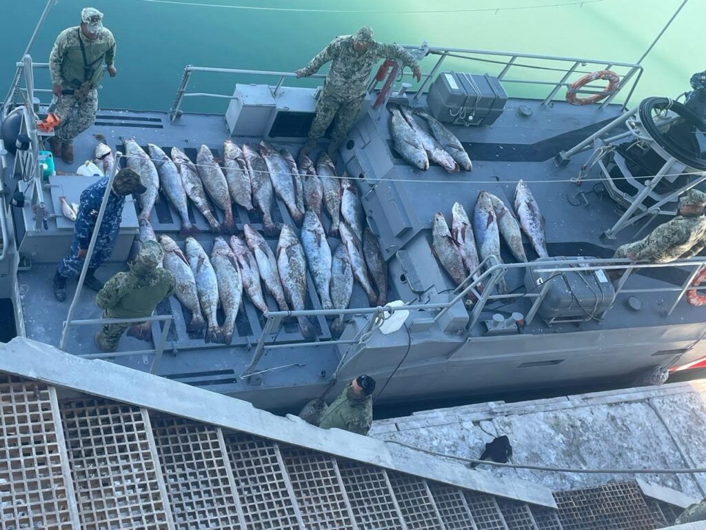 Marina en coadyuvancia con CONAPESCA y PROFEPA aseguran, artes de pesca y ejemplares de pez Totoaba en San Felipe, Baja California Sur