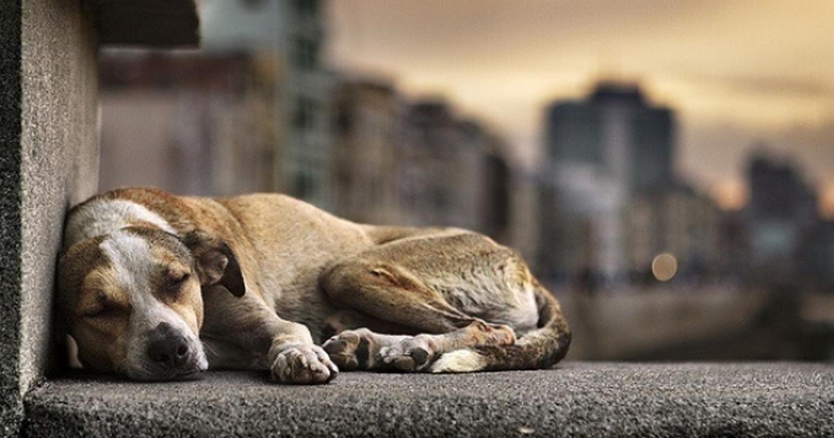 Busca iniciativa sancionar hasta con siete años de prisión a quien abandone animales domésticos en vías públicas
