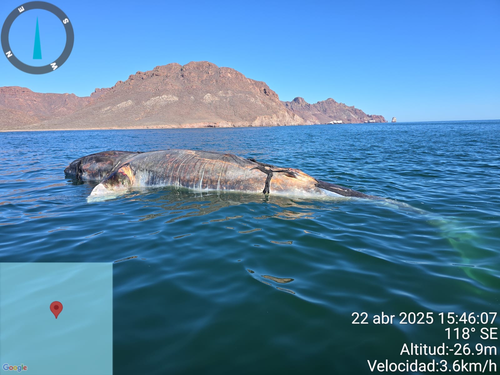 MARINA en coordinación con PROFEPA y Protección Civil de Guaymas, realizaron maniobra de puesta a flote de ballena varada en Playa Miramar