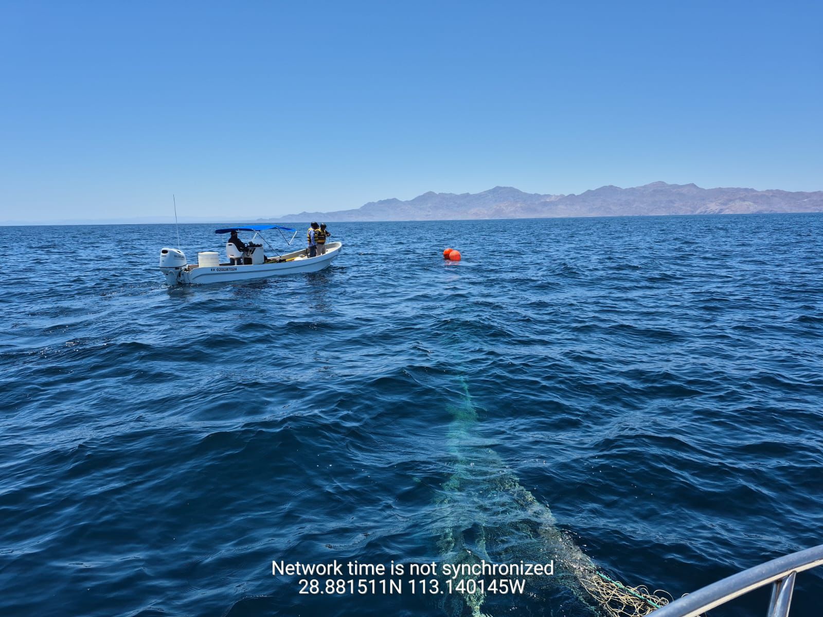 Marina en coordinación con PROFEPA y CONAPESCA, rescatan y liberan a una ballena jorobada en aguas del Golfo de California