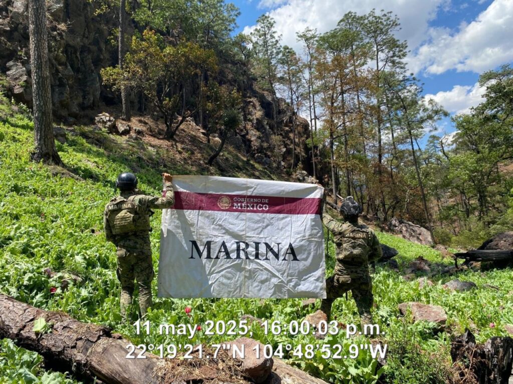 Marina informa la localización y erradicación de 124 plantíos de amapola en el estado de Nayarit durante el mes de abril a la fecha