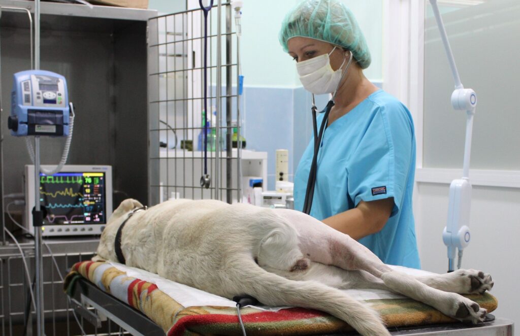 Proponen deducción de impuestos por servicios veterinarios
