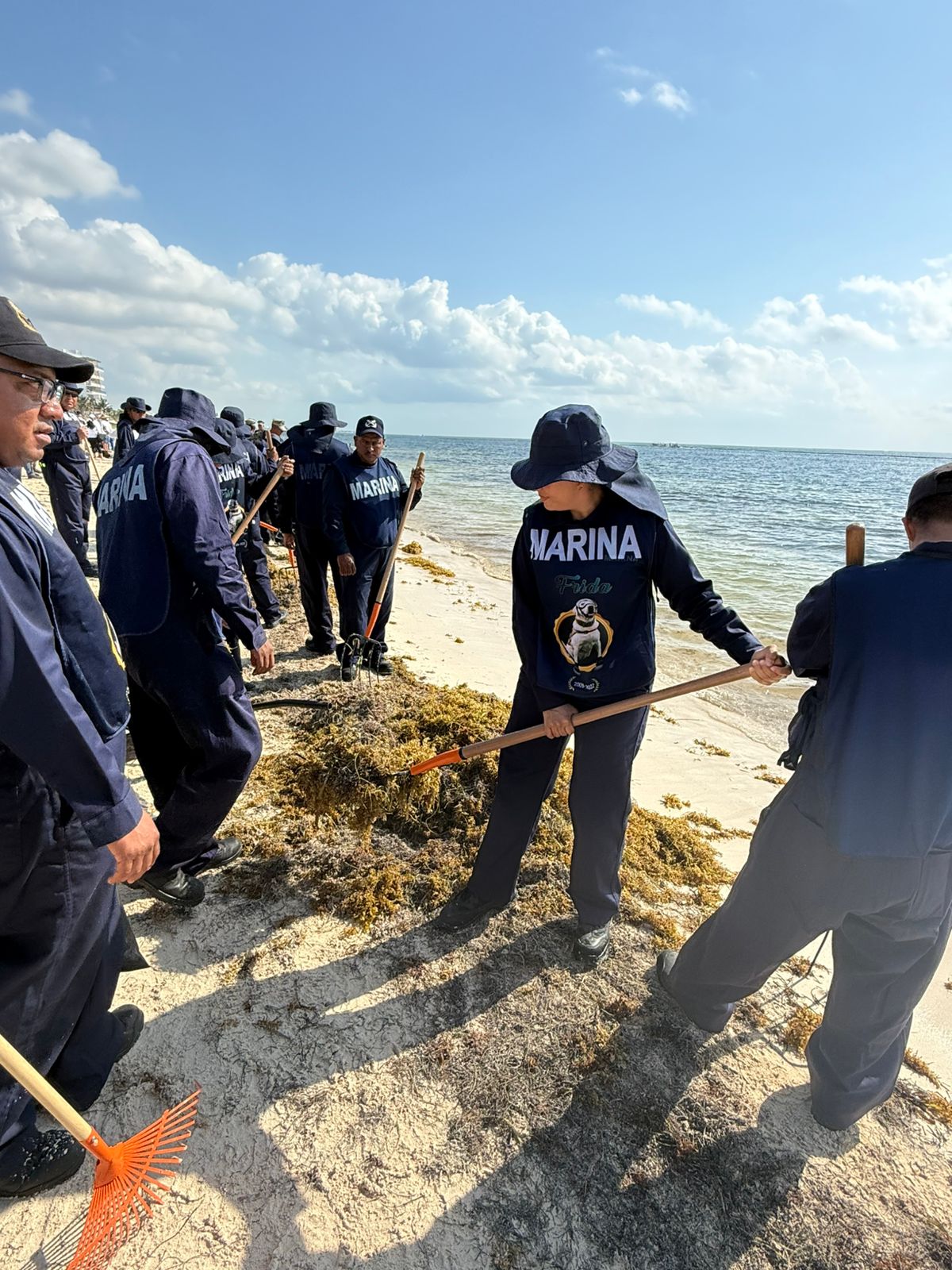 Mediante la Operación Sargazo 2025, la Secretaría de Marina en coordinación interinstitucional protege los Intereses Marítimos Nacionales