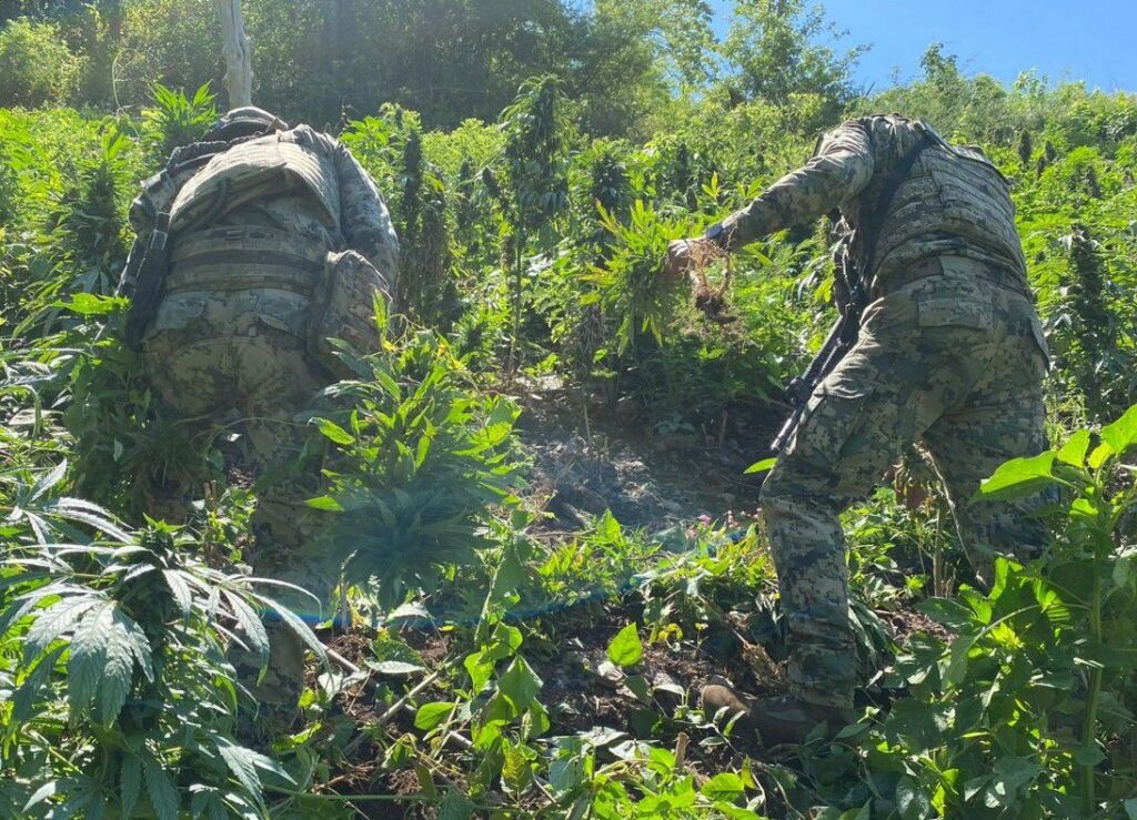 Marina informa la localización y erradicación de plantíos de presunta amapola y marihuana en el estado de Nayarit