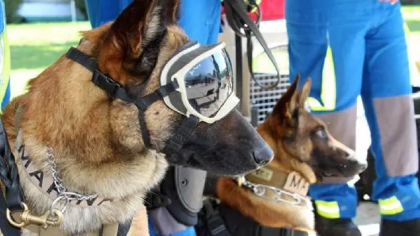Entrenamiento de cachorros para servir en los aeropuertos como apoyo en la seguridad del mundial de futbol 2026.