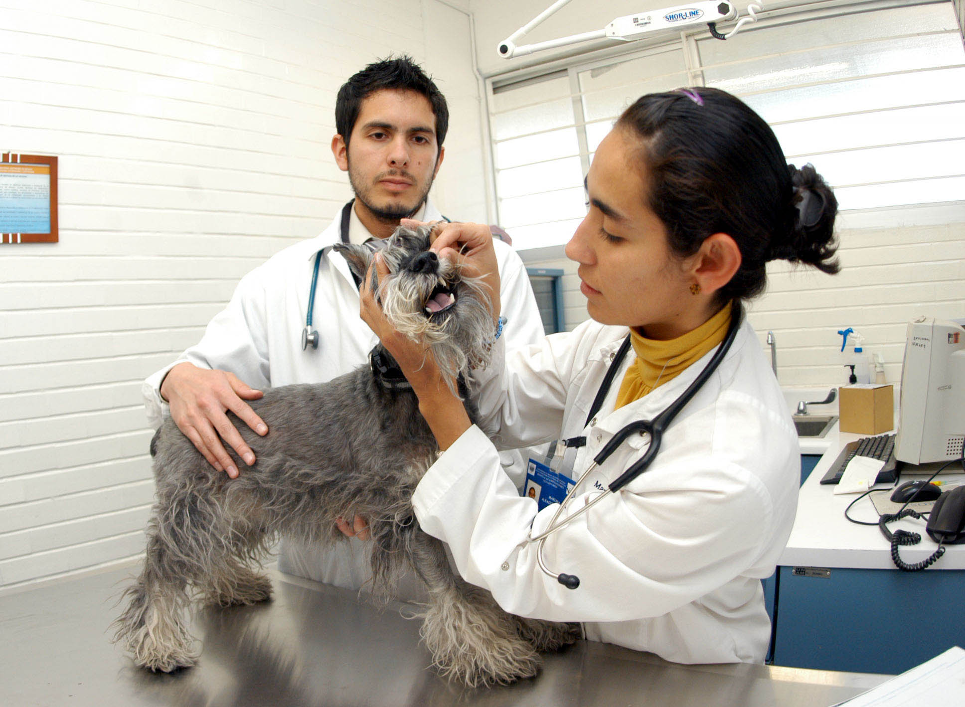 Plantean hacer deducible de ISR gastos veterinarios de mascotas